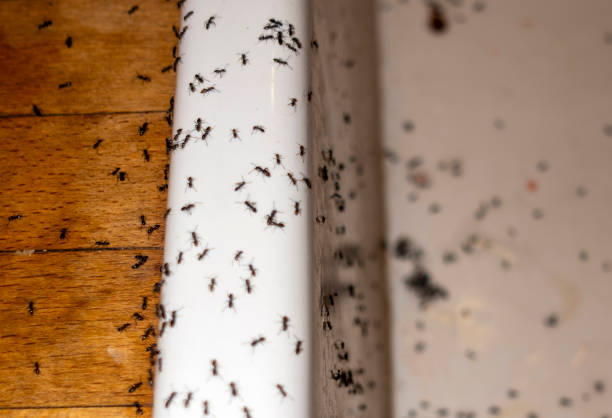 Best Best Pest Control Companies  in Glyndon, MN