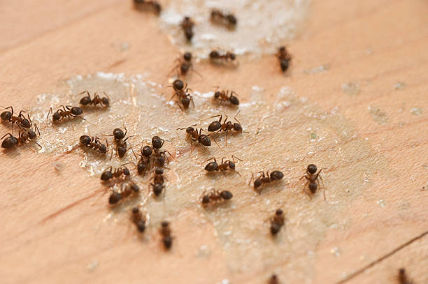 Best Termite Control Services  in Glyndon, MN